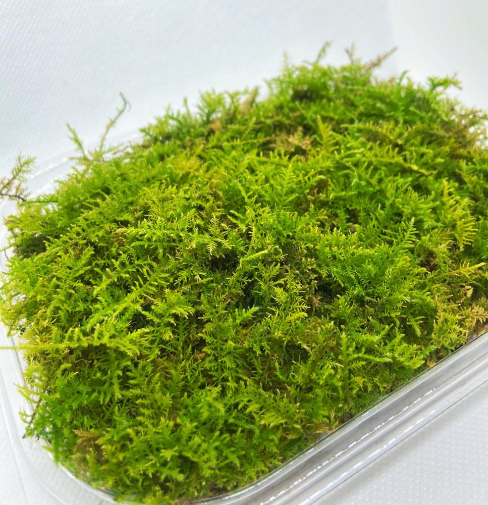 깃털이끼 외 9종 테라리움 팔루다리움