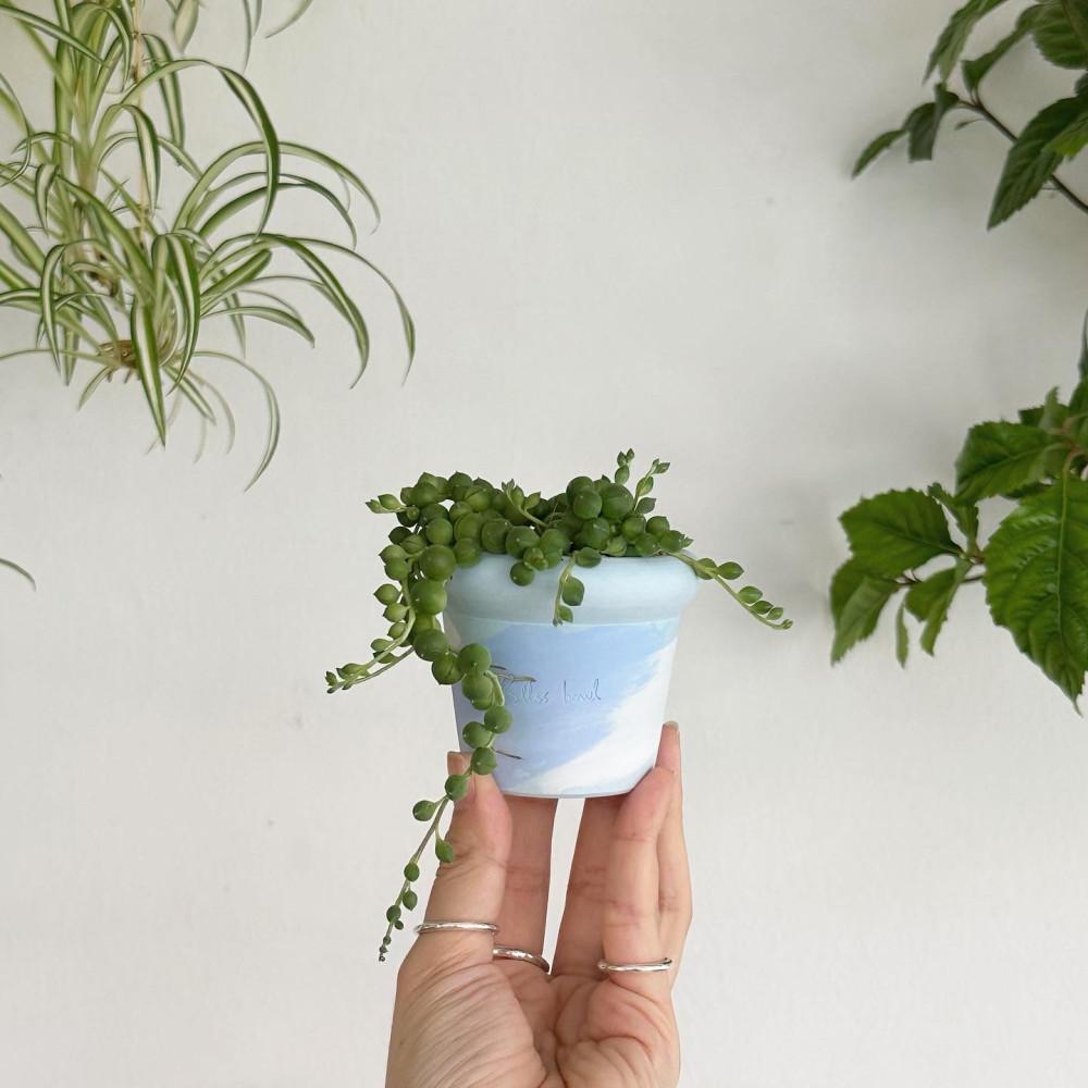 녹영 콩란 콩난 미니식물 블리스볼 테이블 플랜테리어 인테리어식물