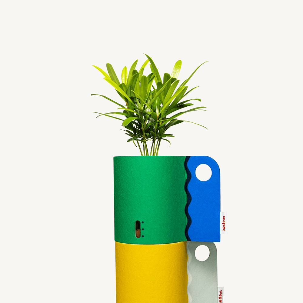 반수경재배 식물키트 레이어드 컬러 - 부디스트 파인 S