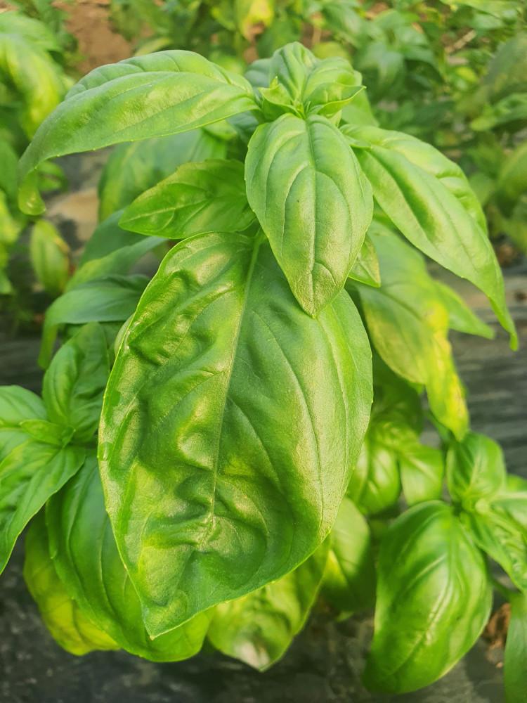 바질 스위트바질 페스토바질 500g 경남진주 베트남채소