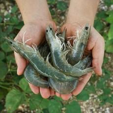 팔딱새우 급냉이 아닌 흰다리 생새우 대하 국내산 양식 웰빙 활새우 왕새우 당일어획포장