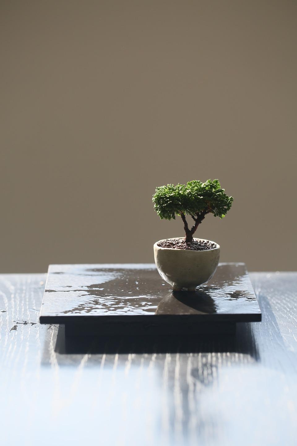 아주 작은 청짜보