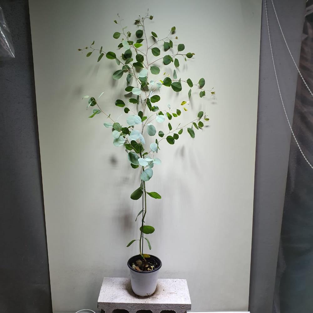 [공룡꽃식물원] 유칼립투스 폴리안  중품 30-60cm 109