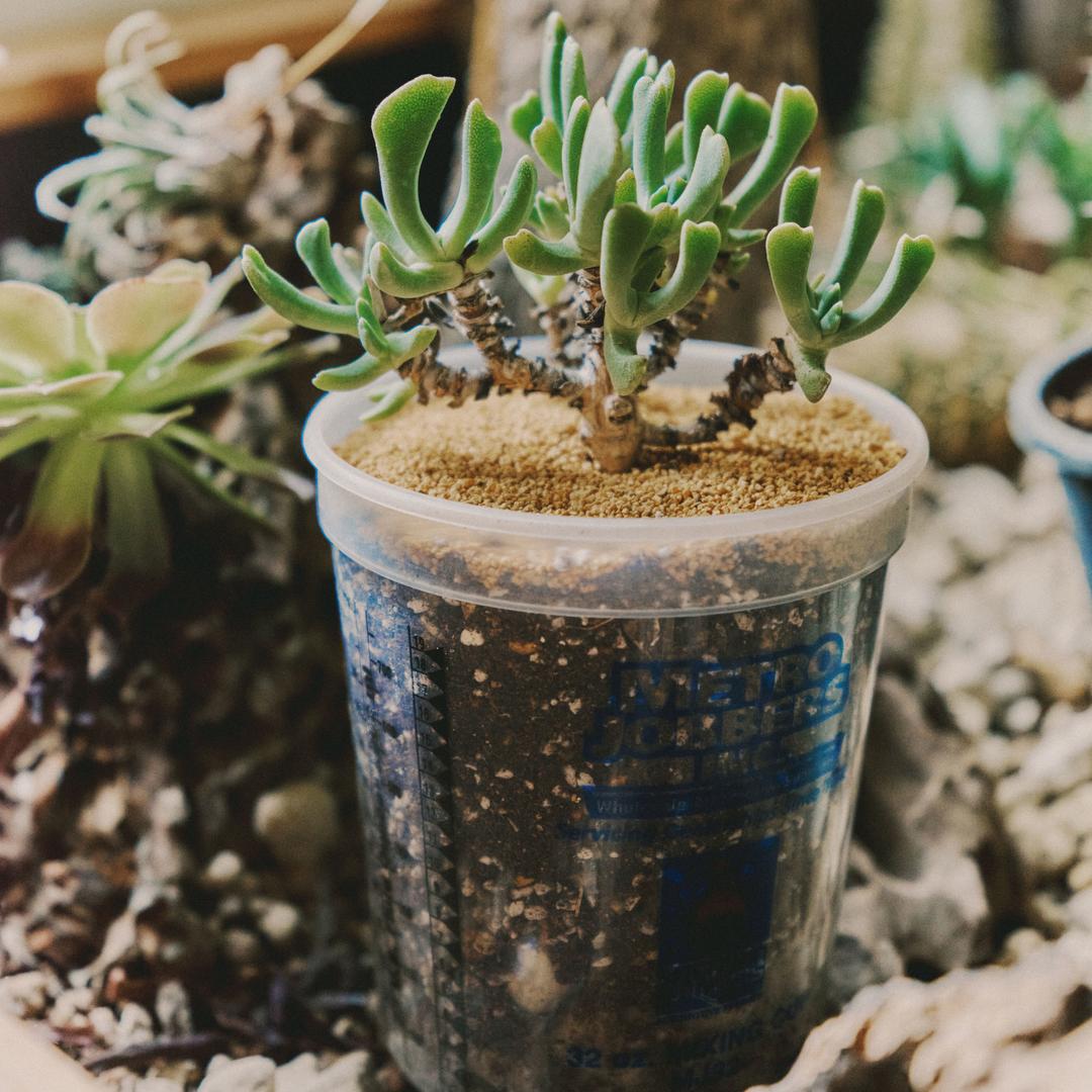 Asianhighway 플랜트 세트 - [돌라브리포르메]