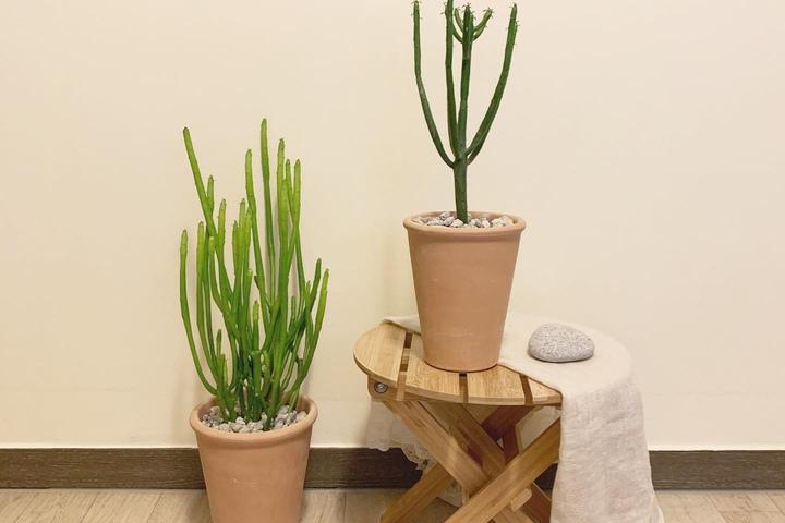 길쭉길쭉 시원한 청산호, 전자파차단에 좋은 청기린 연필선인장 가시없는 식물 파티오라