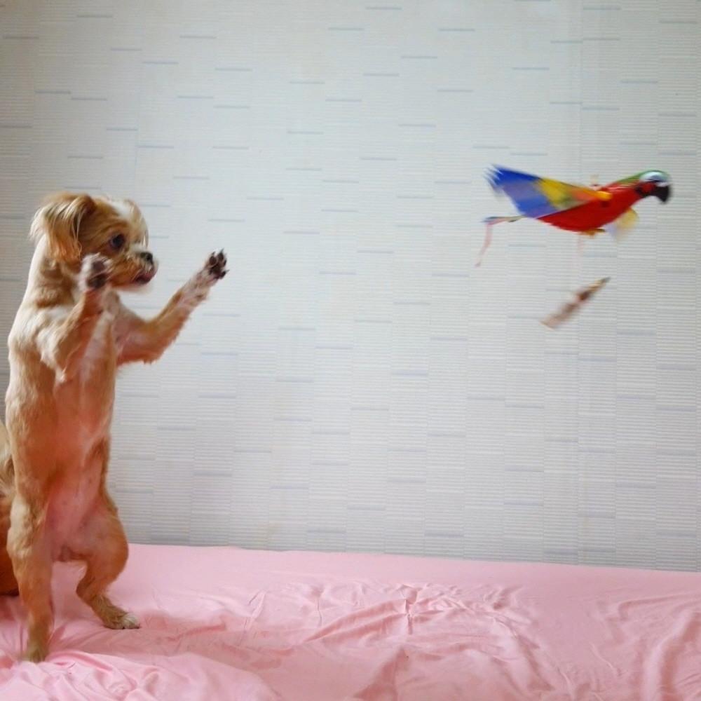 디어테일 새장난감 강아지장난감 움직이는 장난감 고양이 앵무새 독수리 날아다니는