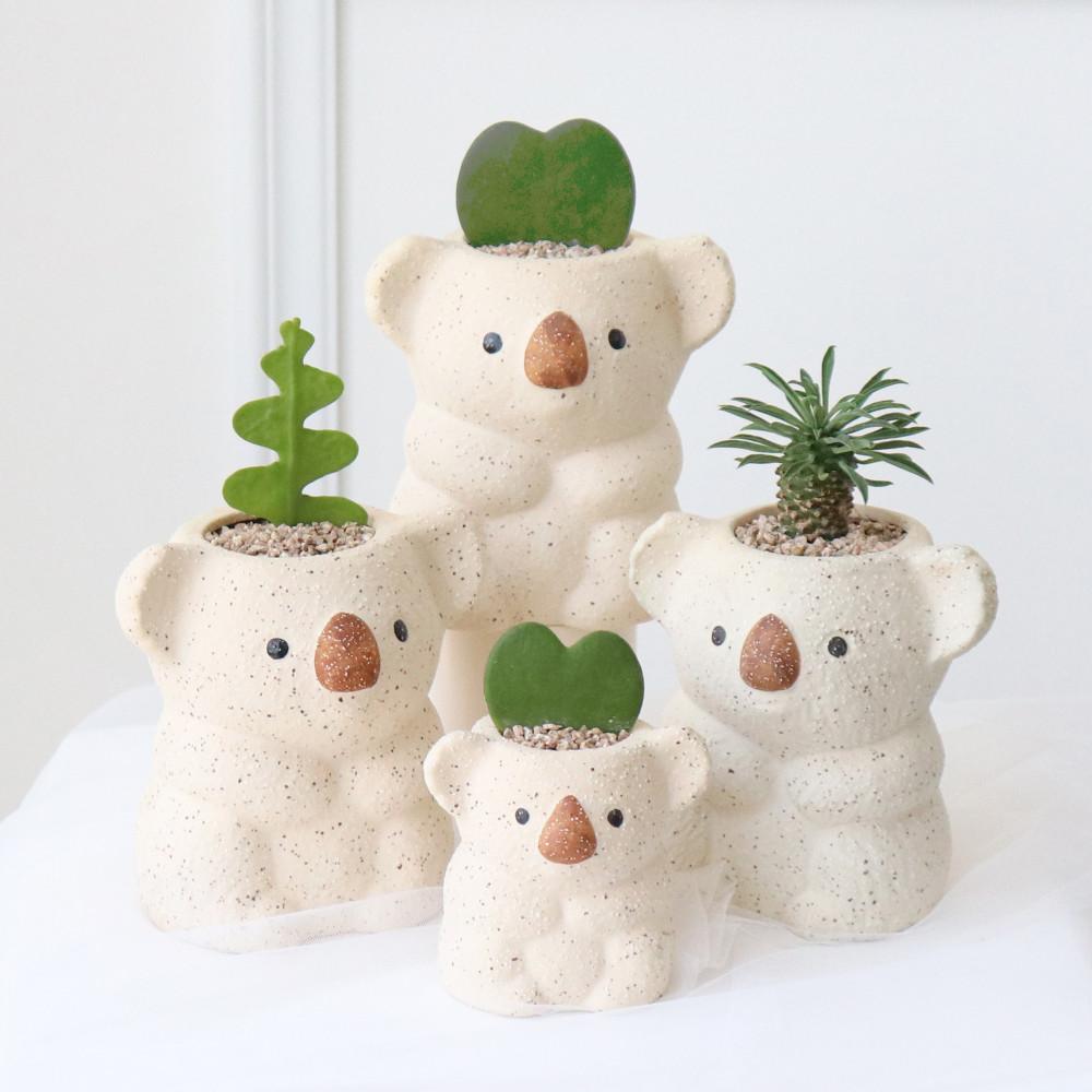 아기 코알라 화분 하트 호야 괴마옥 피쉬본 키우기 생선뼈 파인애플 선인장 식물 미니 다육