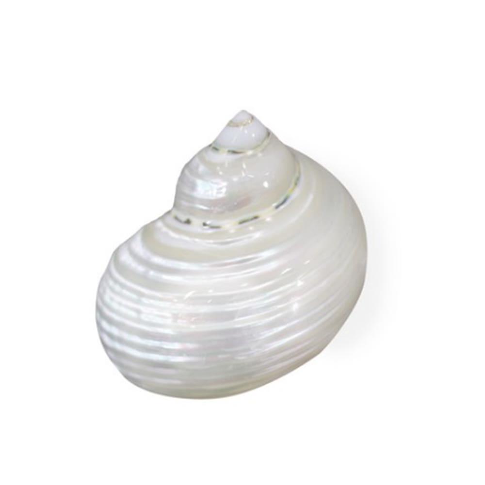 소라게 쉘 인도 딸기 소라게 뷰티 껍질 은신처 쉘 4cm 전후