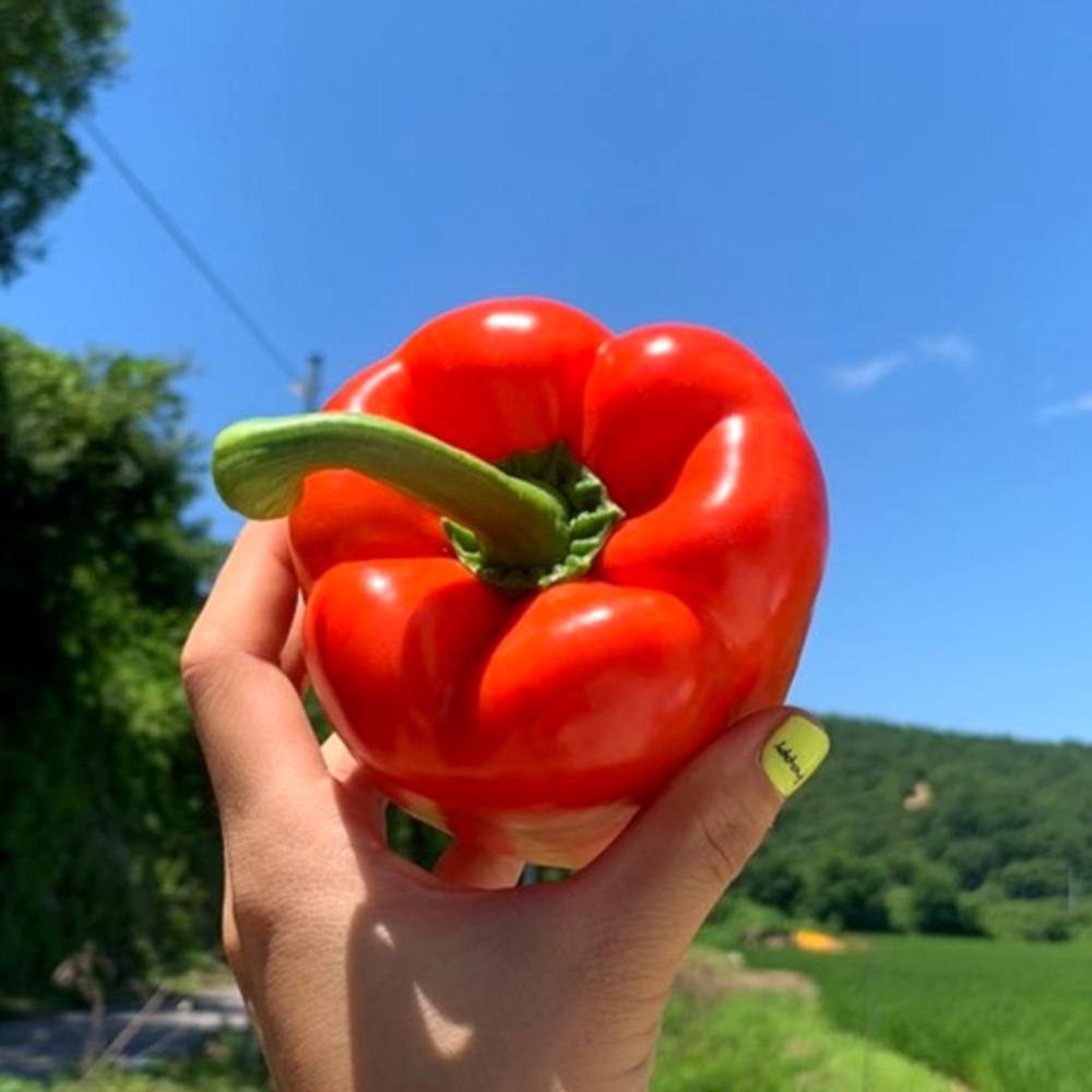 철원 특산물 햇 파프리카 3kg 12개 혼합 산지직송 늘싱 선물용 [원산지:국산(강원도 철원군)]