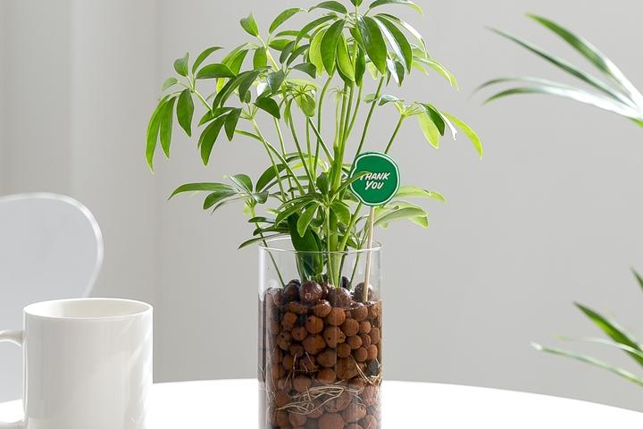 홍콩야자_하이드로볼 수경재배식물