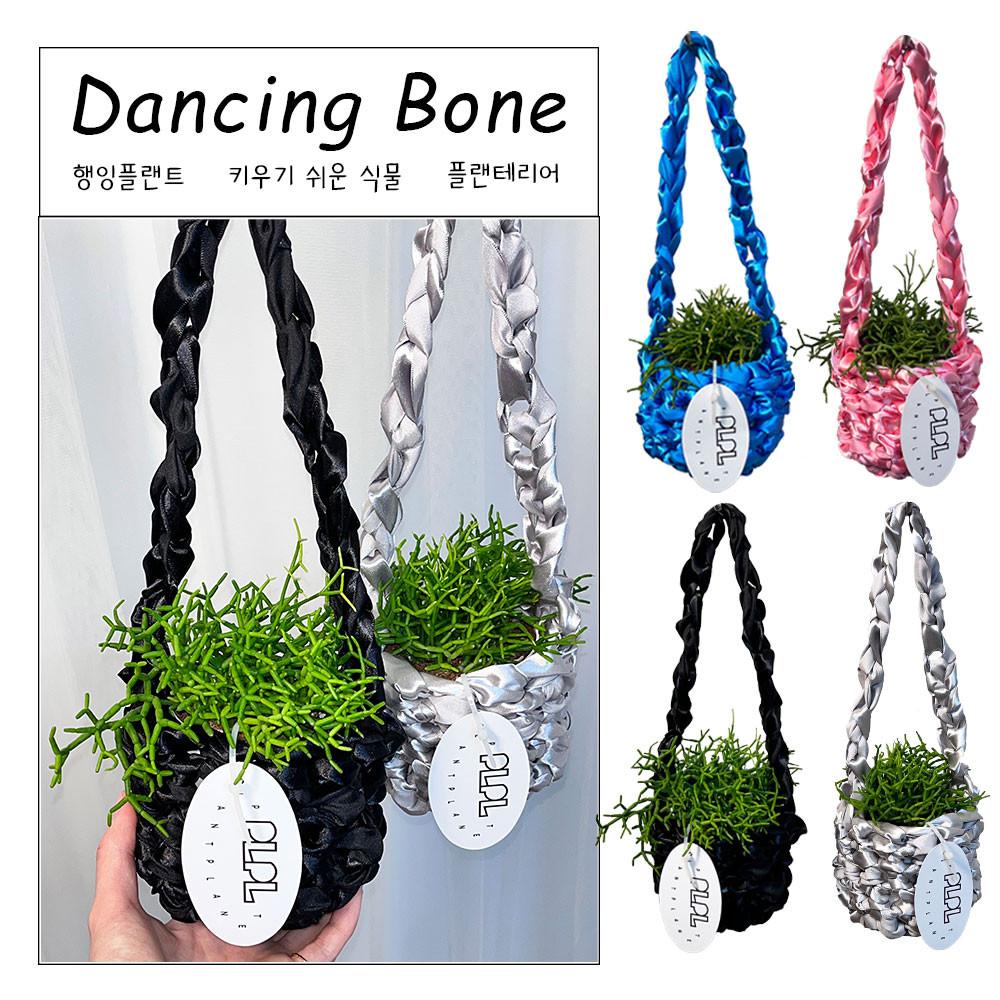 댄싱본 립살리스 뽀빠이 x 세틴 팟 / 행잉플랜트 행잉식물 키우기쉬운식물 플랜테리어