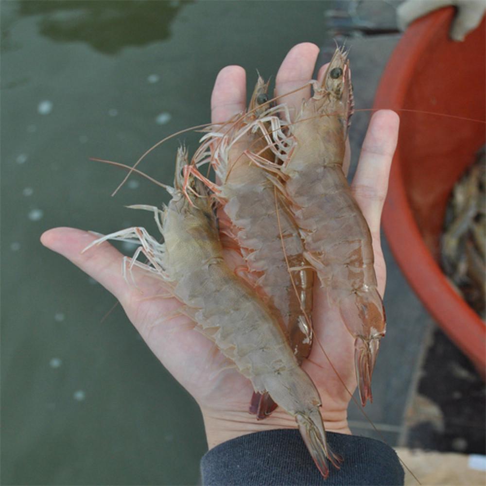 국산 흰다리새우 1kg 왕새우 제철 [원산지:국산(전라남도 신안군)]