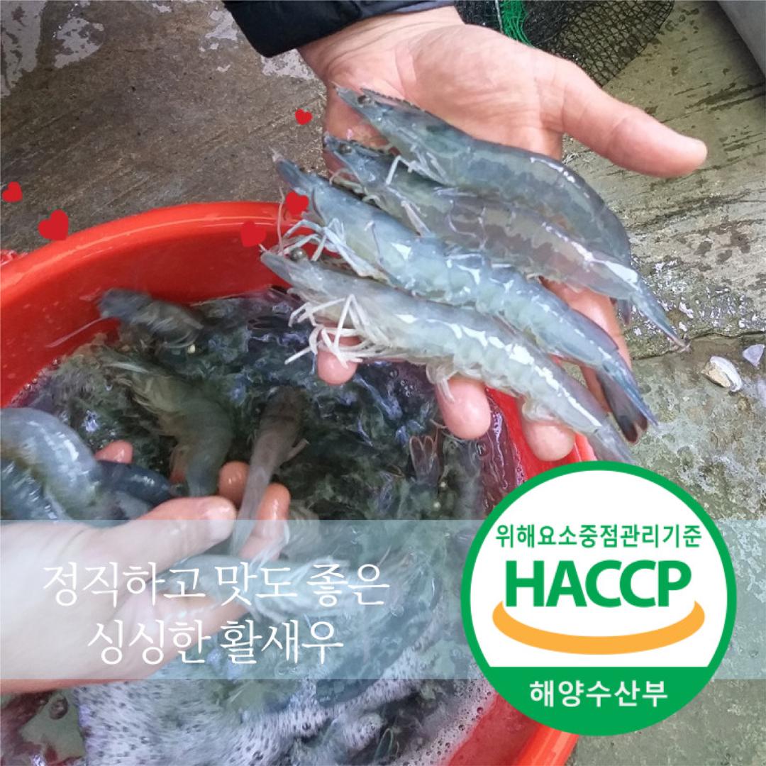 고성 바이오플락 새우 (양식) #대하 #흰다리새우