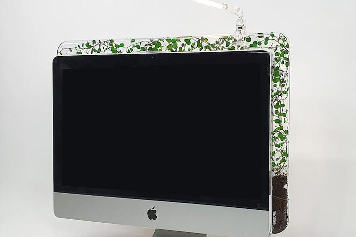 싱글 모니트리 모니터를 따라 자라는 식물 공기정화식물