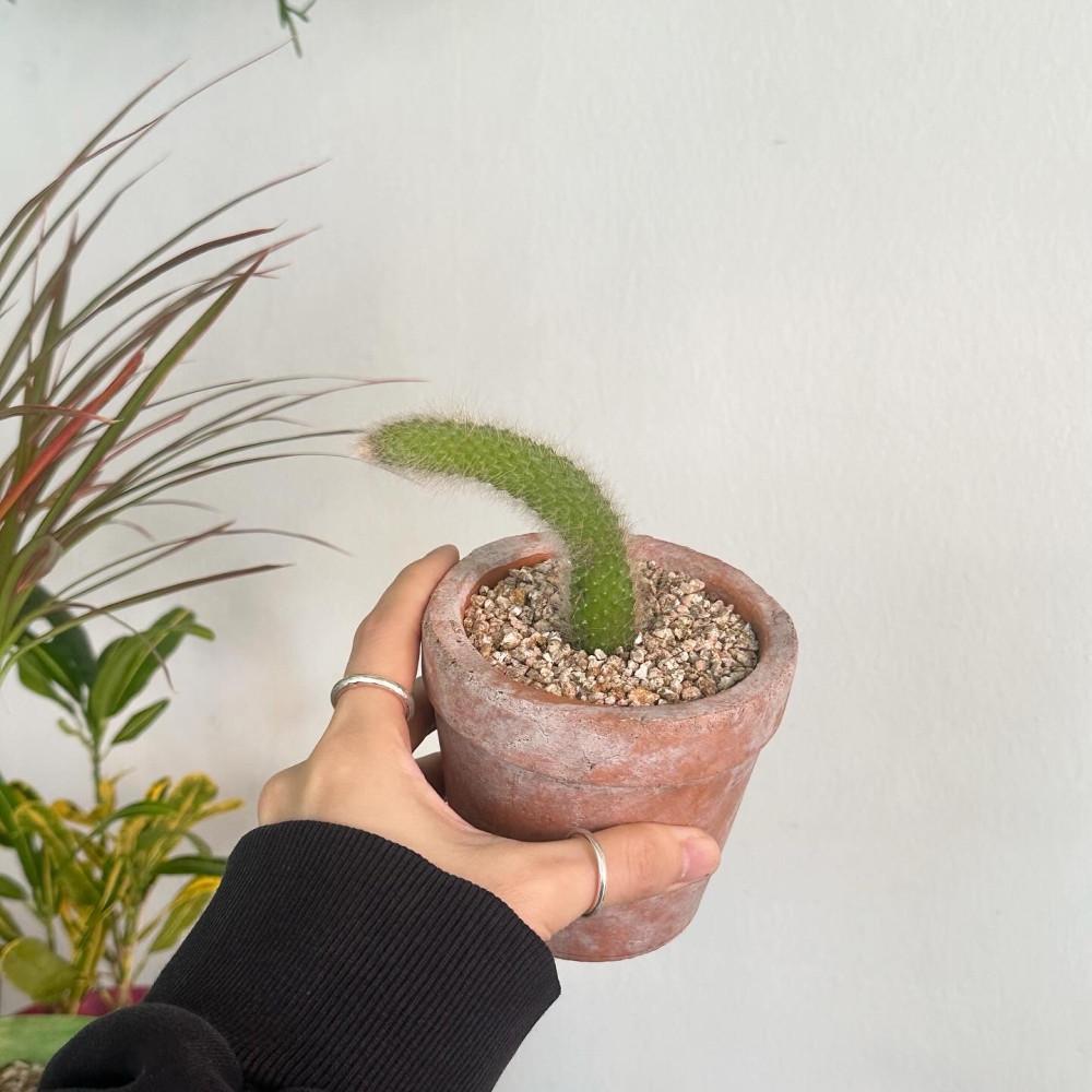 원숭이꼬리 선인장 빈티지 인테리어 테이블 까페 식물 : 식물가게 우긋