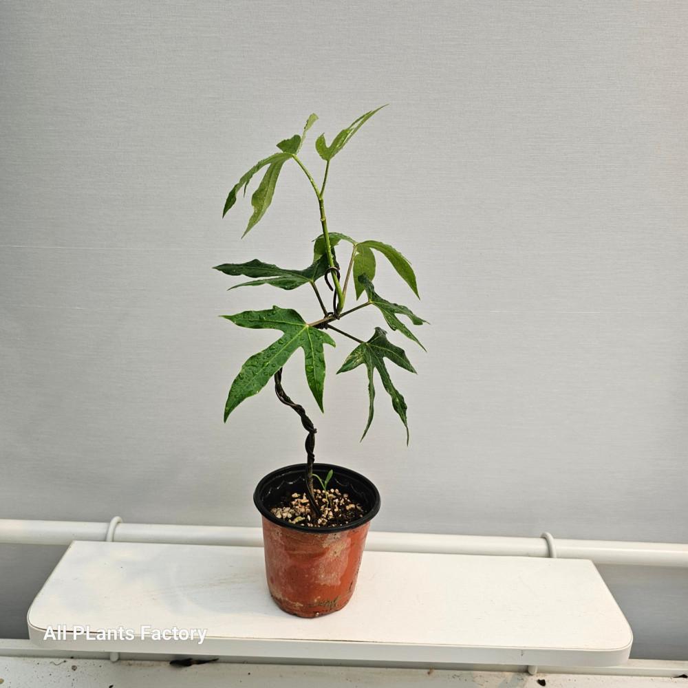 식물공장 s라인 선이 이쁜 황칠나무 외목대  소품 20-35cm 109
