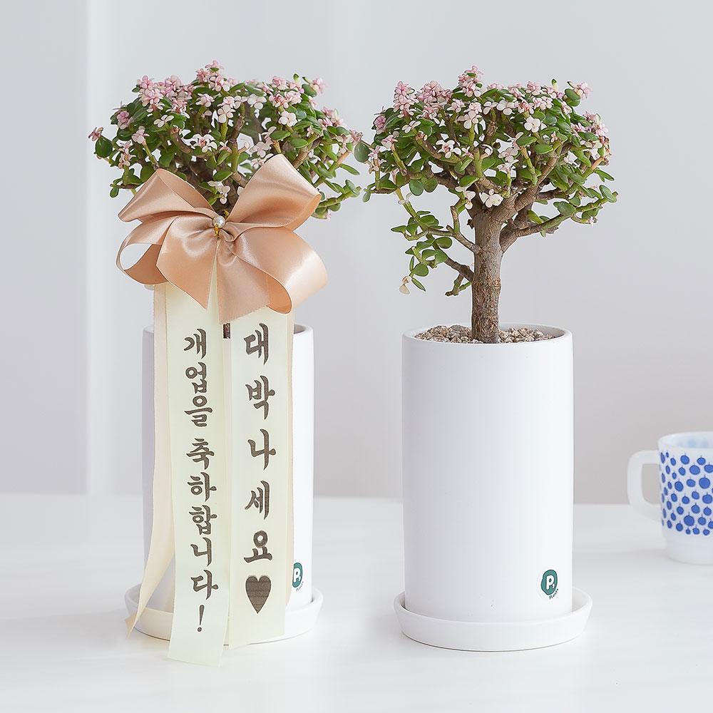 [화분선물/추천] 벚꽃나무 은행목 공기정화식물 개업 집들이 승진 이사 생일 결혼 축하 배달 개업식 화초 인테리어 가게오픈