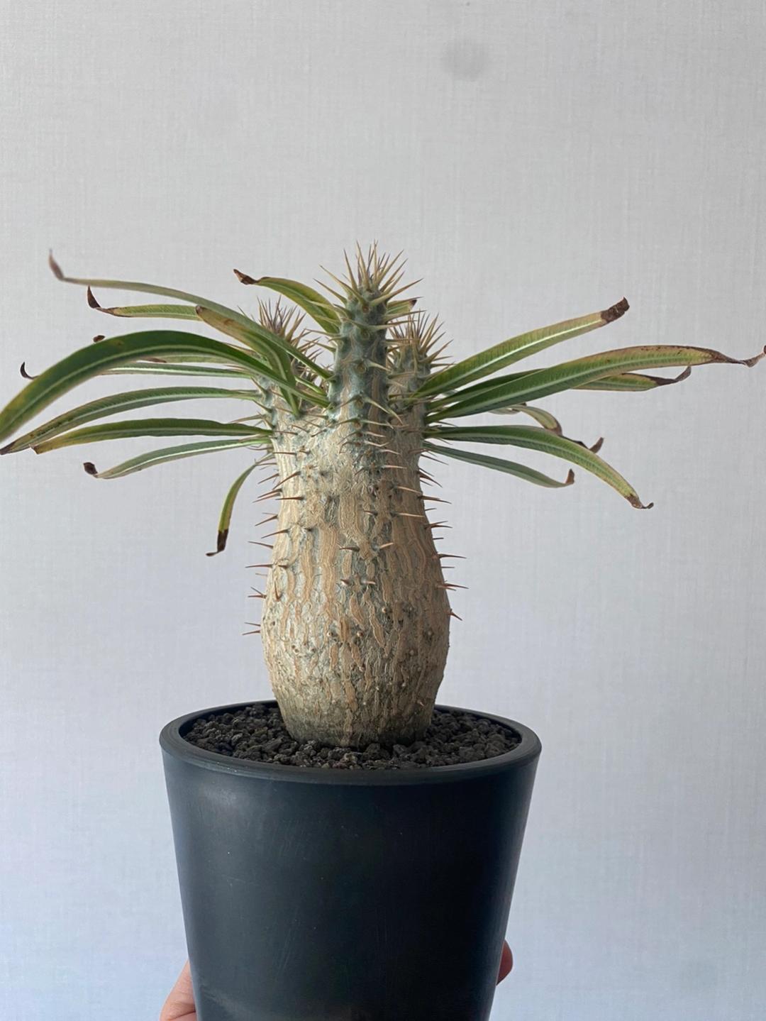 파키포디움 그락실리우스