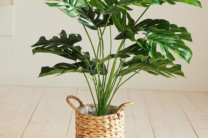 손쉬운 플랜테리어 조화나무 17종