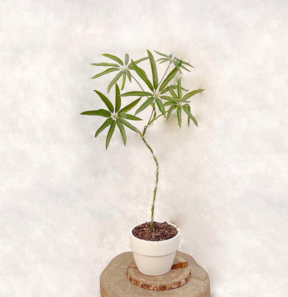 홍콩야자 대나무 플랜테리어 키우기쉬운식물 S자 흰색도토리화분 쉐프렐라