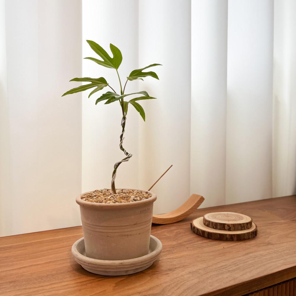 황칠나무 소품 단아한 선이 아름다운 인테리어 반려 식물 화분 키우기