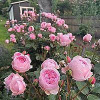영국장미.데이비드오스틴장미.부라더 케드팔.묘목.rose향기.예쁜핑크색.울타리장미.월동가능. : 꽃나무 묘목 - 엑스플랜트