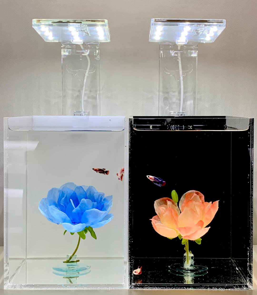 아크릴 메다카 베타 미니 어항 단품(High)