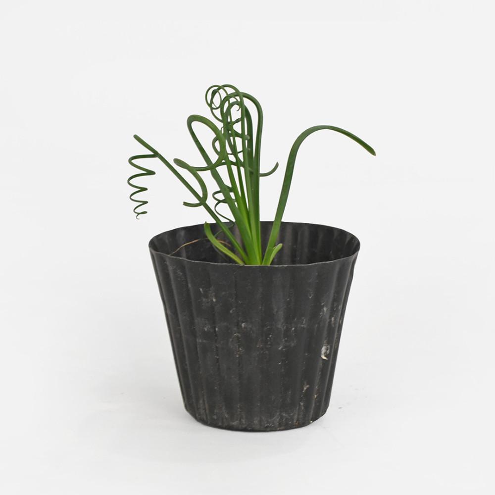 알부카 스피랄리스 소형 희귀 아프리카 인테리어 식물