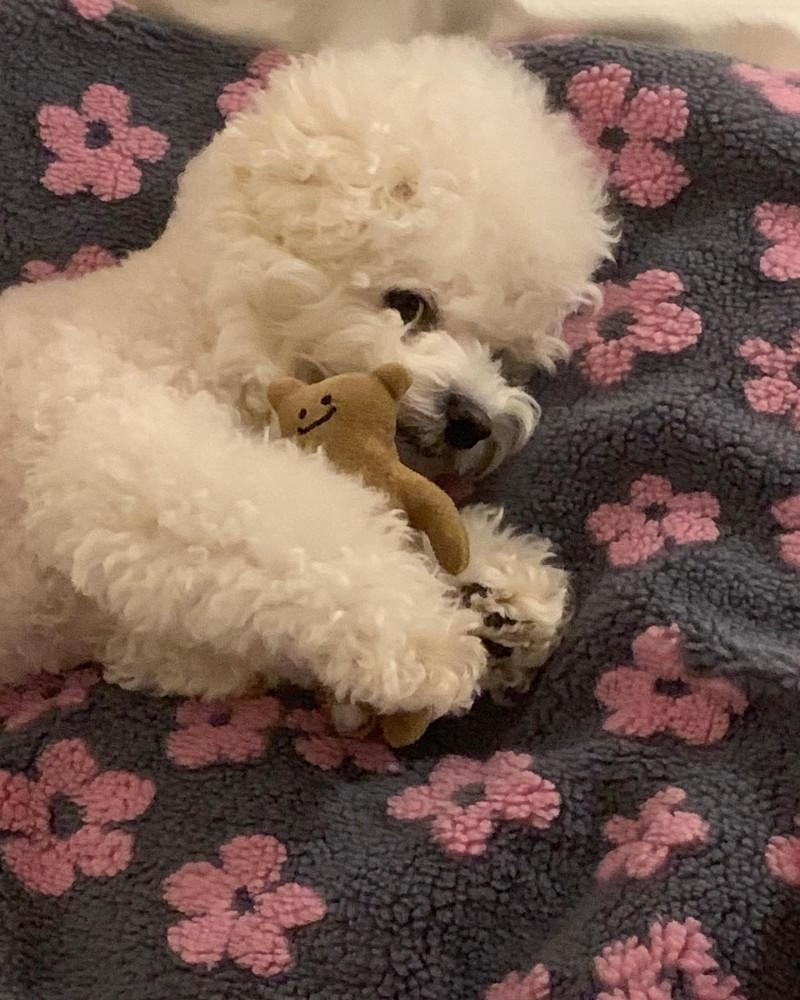 스노우 블랭킷 플라워 패턴 겨울 덤블 극세사 담요