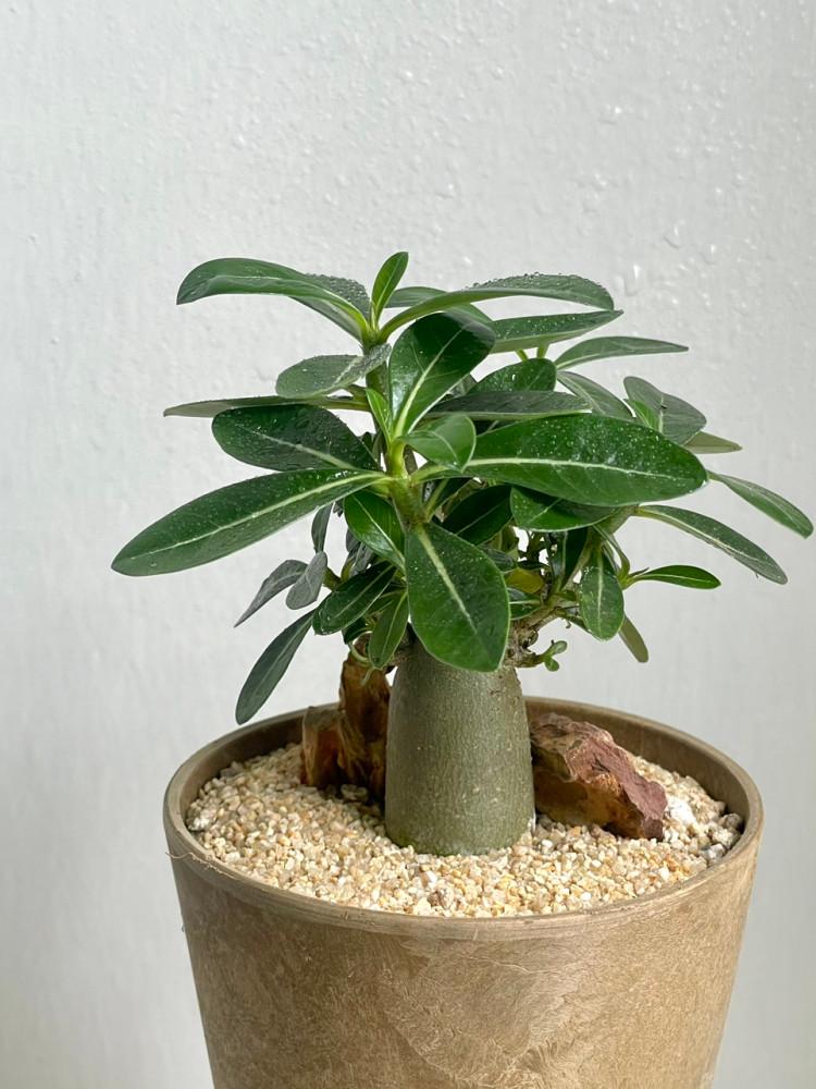 픽어부쉬 석화 바오밥나무 아데니움 사막의 장미 키우기 감성 식물 집들이 개업 선물