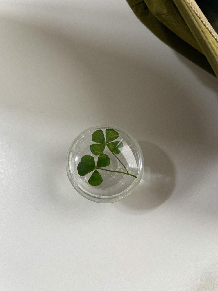 더블 클로버 tok