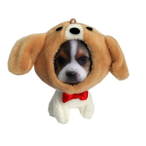 비글토이 중간사이즈