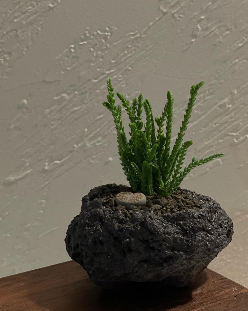 제주돌맹섬 미니화분 녹탑 립톱스 현무암 데스크테리어 키우기쉬운 식물
