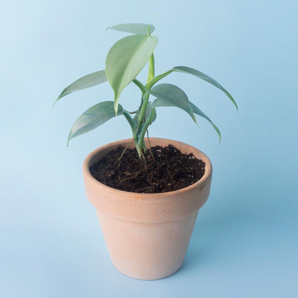 [농장직송]필로덴드론 실버메탈 실버스워드 Philodendron Silvermetal