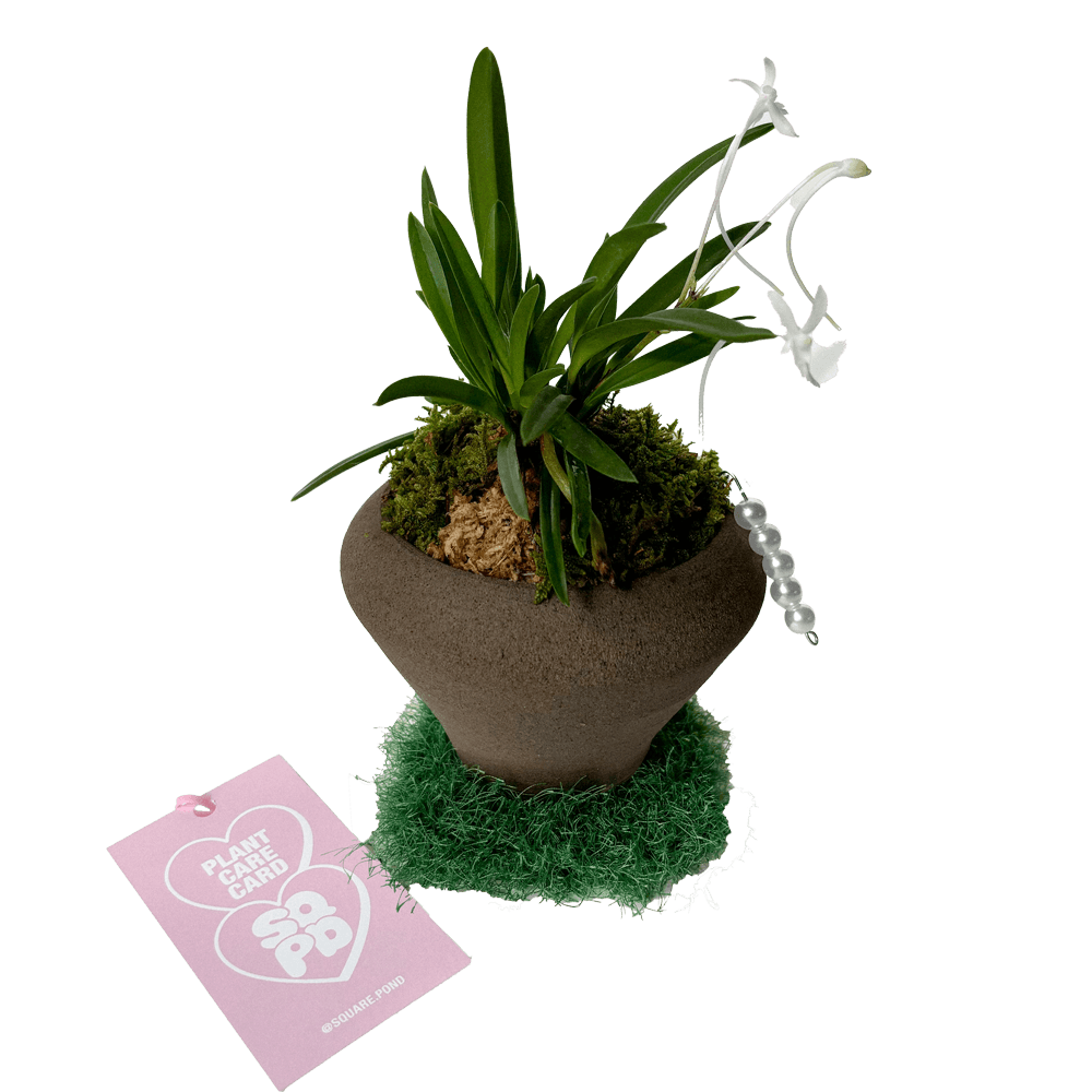 소엽 풍란 미니 동양난