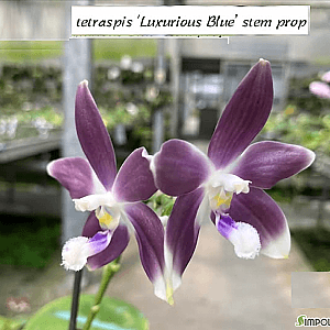 신상품 좋은 향과 귀한 청보라색 원종호접란 테트라스피스 'Luxurious Blue'