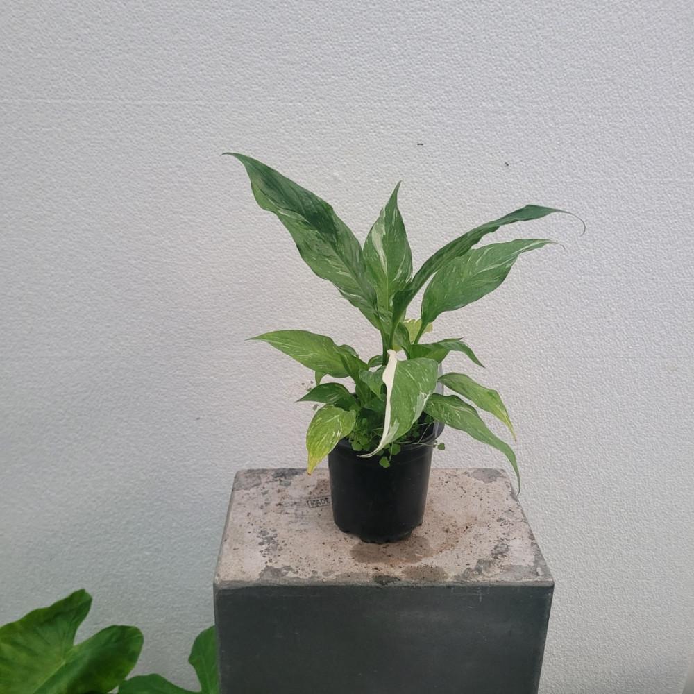 실내공기정화식물 도미노 스파트필름 무늬 바리에가타 소품 15-30cm 65