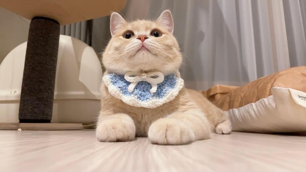 [브리즈먼 나풀 빕 ( 2 type )] 고양이케이프 강아지케이프 고양이빕 강아지빕 체리 리본 고양이턱받이 강아지턱받이