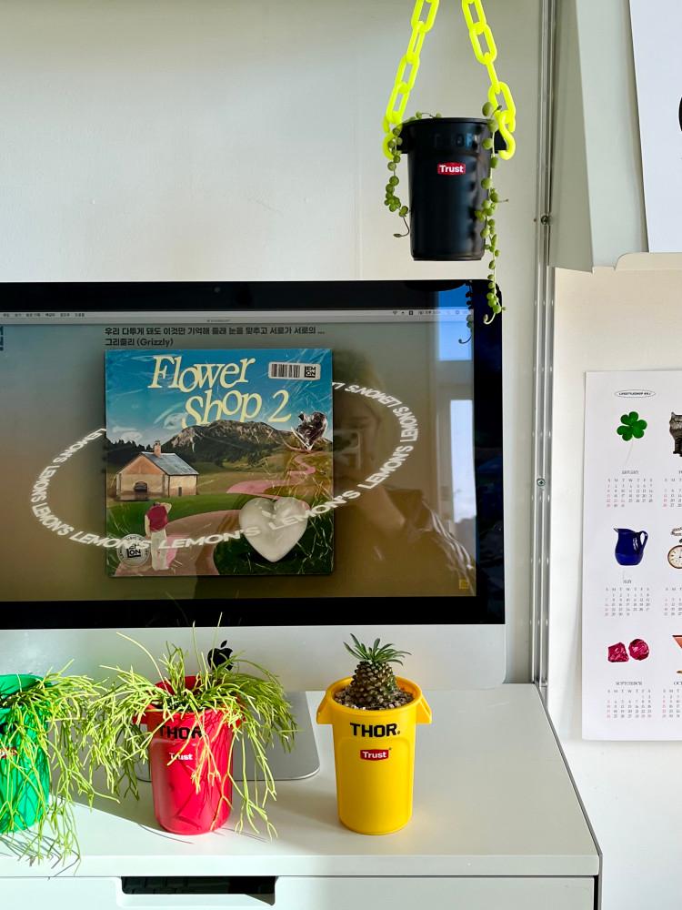 (사진동일품) 토르 시리즈 키우기 쉬운 실내 카페 탁상 식물