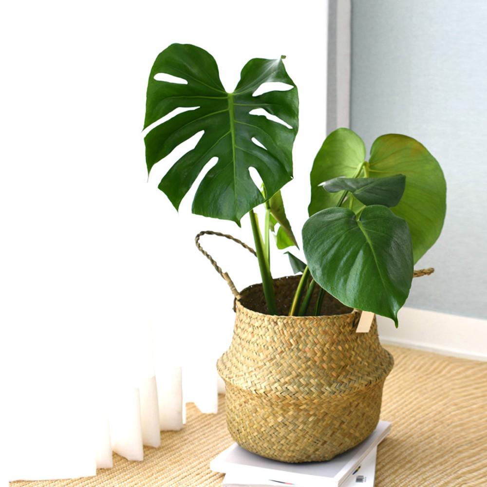 마이플랜트 인테리어 라탄 왕골 수납 해초바구니 화분커버 화분수납 14호 플레인