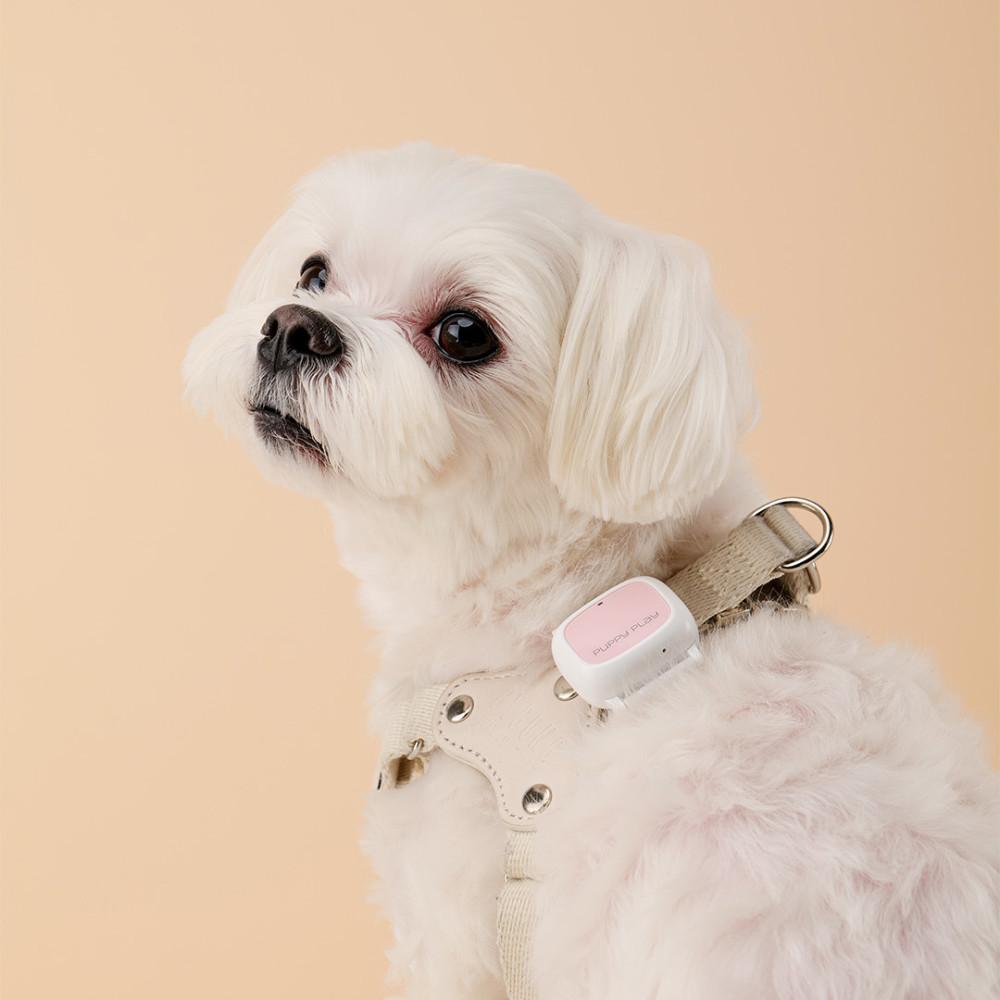 퍼피플레이 스마트밴드 강아지 활동관리 웨어러블 : 더플래