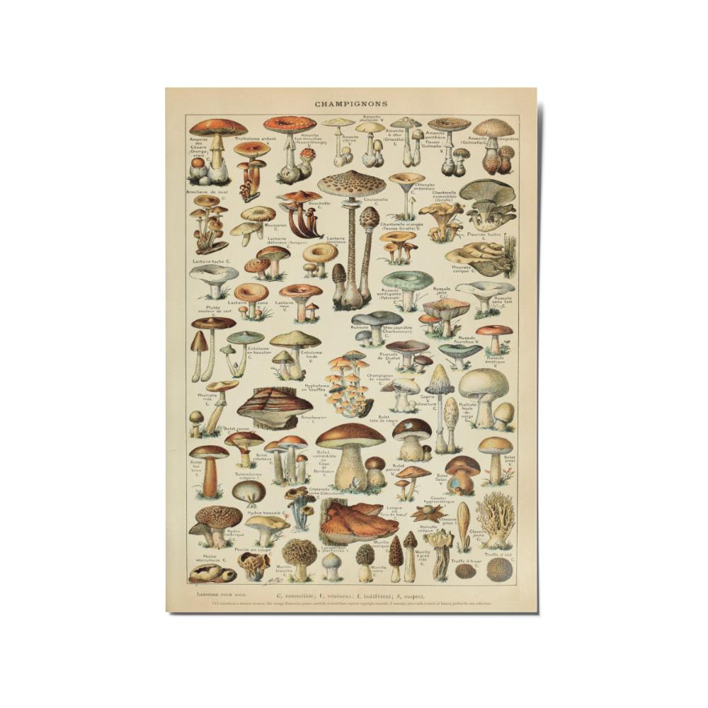 더빌리지샵 빈티지 TVS Vintage Art poster Mushroom A2 size