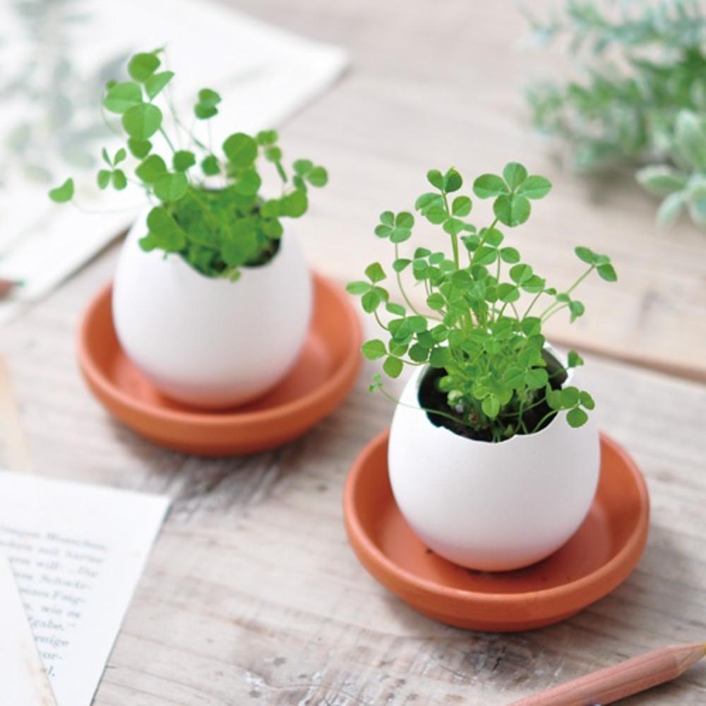 에글링-네잎클로버 씨앗 네잎클로버 키우기 씨앗재배 미니화분