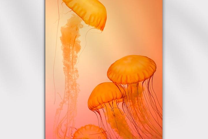 공간에 영감을 주는 인테리어 포스터, 춤추는 바다 해파리 pt.6