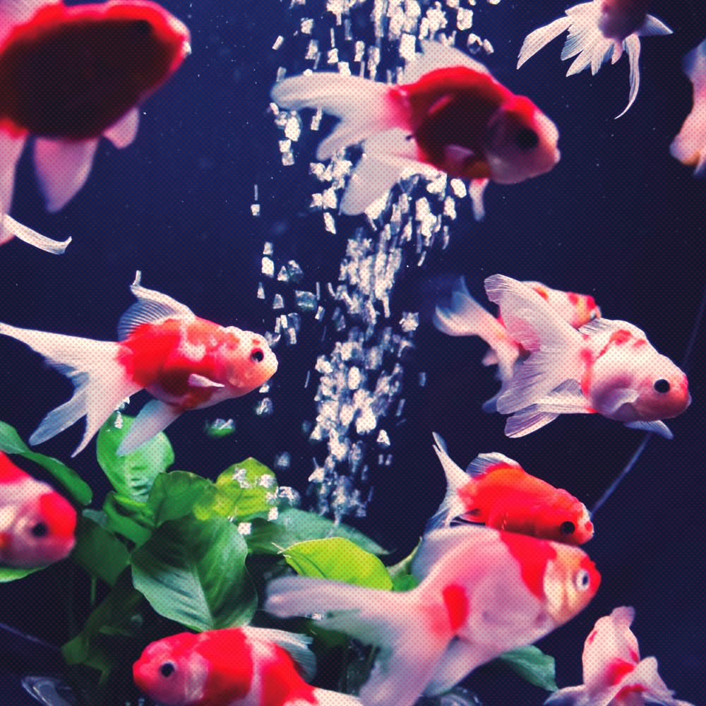 [씨스루랩] 버블업 금붕어 포스터