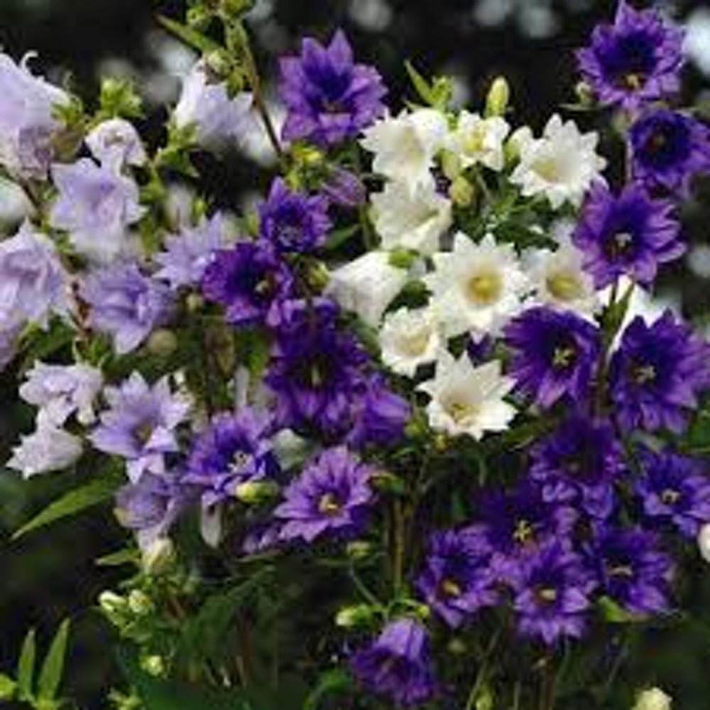 캄파눌라 트레이켈리엄 플로어 플레노 믹스 (CAMPANULA trachelium fl.pl. 'Flore Pleno Mix') 모종 : 도개화원