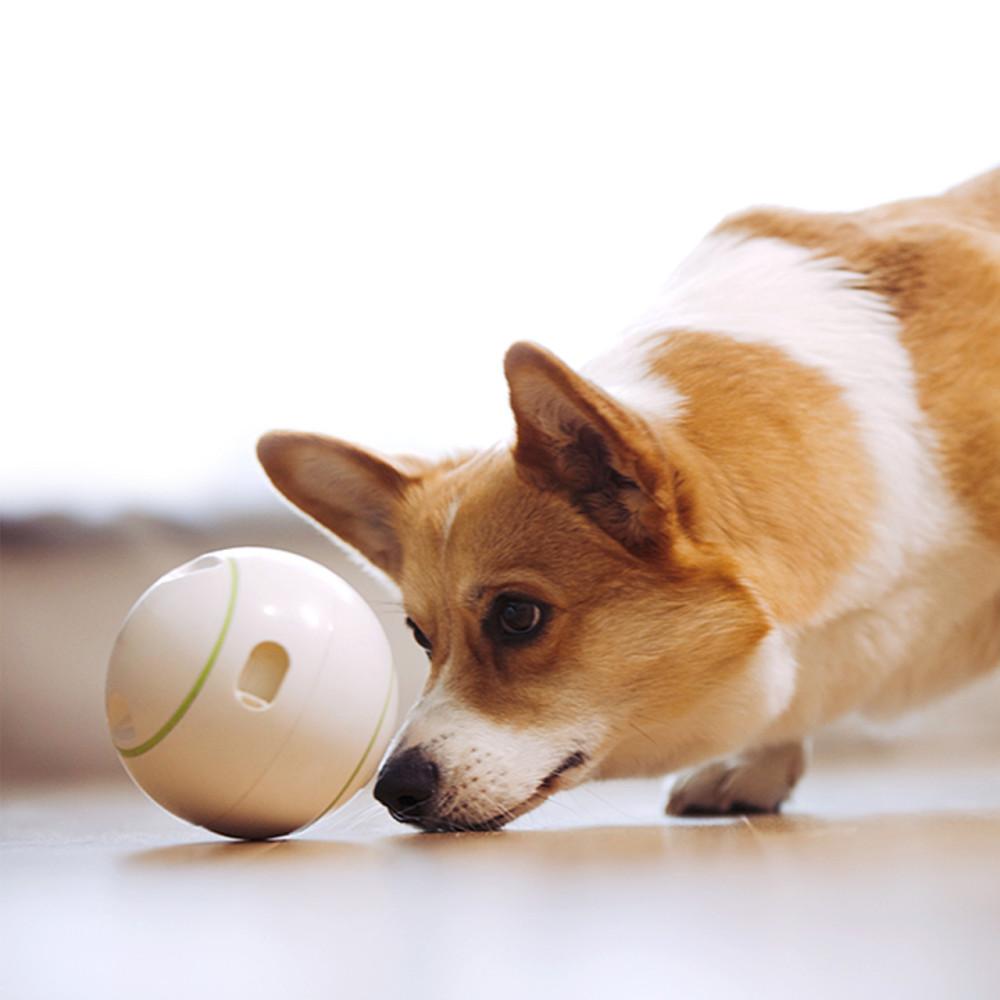 펫긱 오토매틱 롤링볼 움직이는 자동간식 강아지장난감