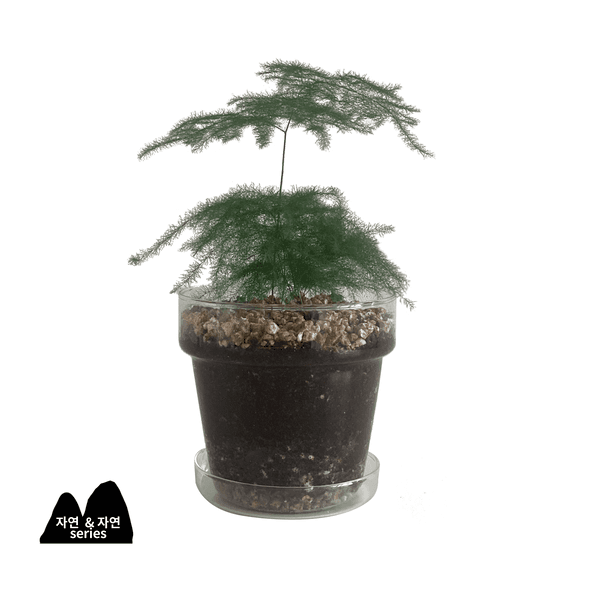 아스파라거스 나누스 (glass)