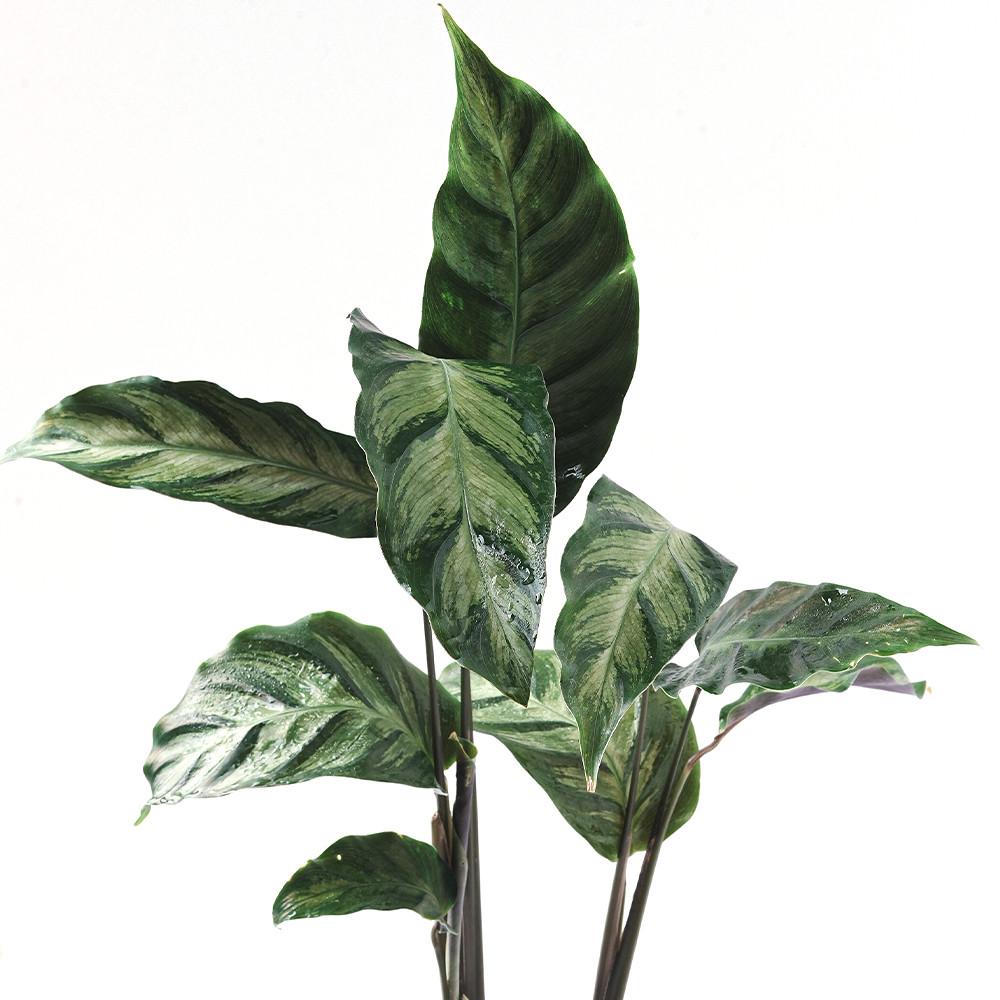 가든온 칼라데아 마우이퀸 희귀식물 공기정화 부부식물