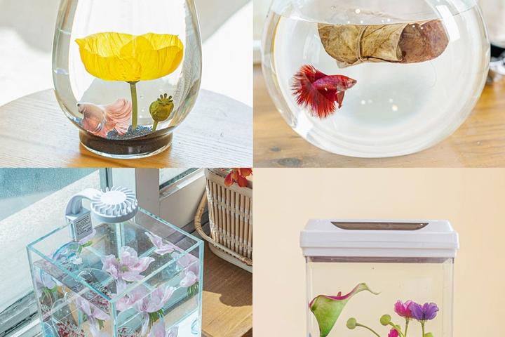 초록끈 아름다운 베타하우스 모음